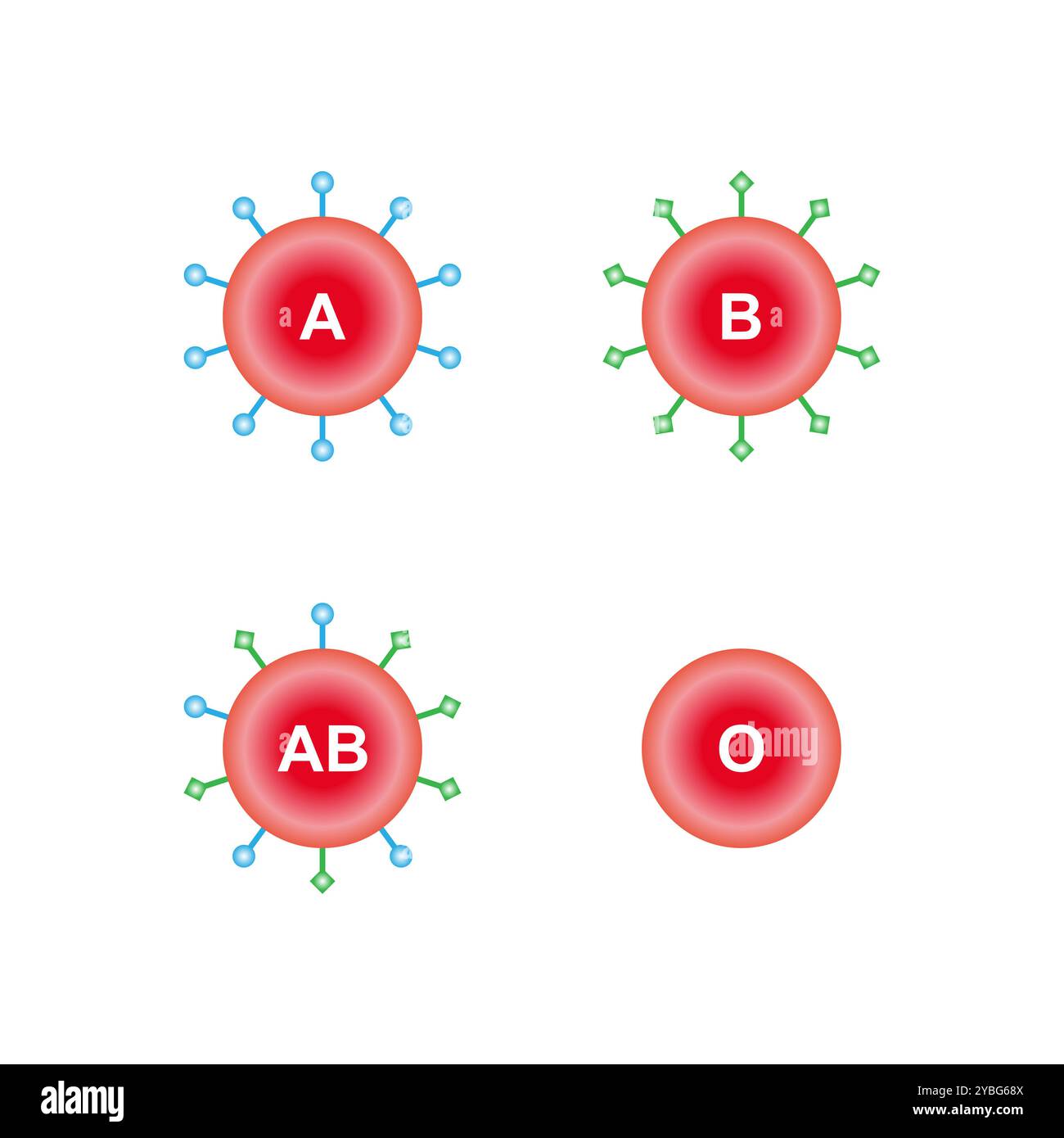 ABO blood groups, illustration. Stock Photo