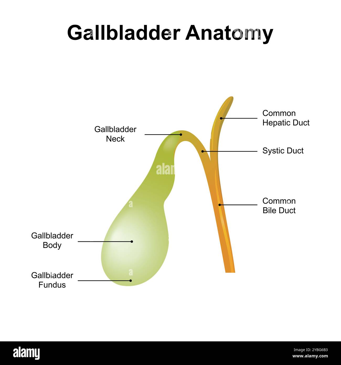 Gallbladder anatomy illustration Stock Photo Biology Diagrams