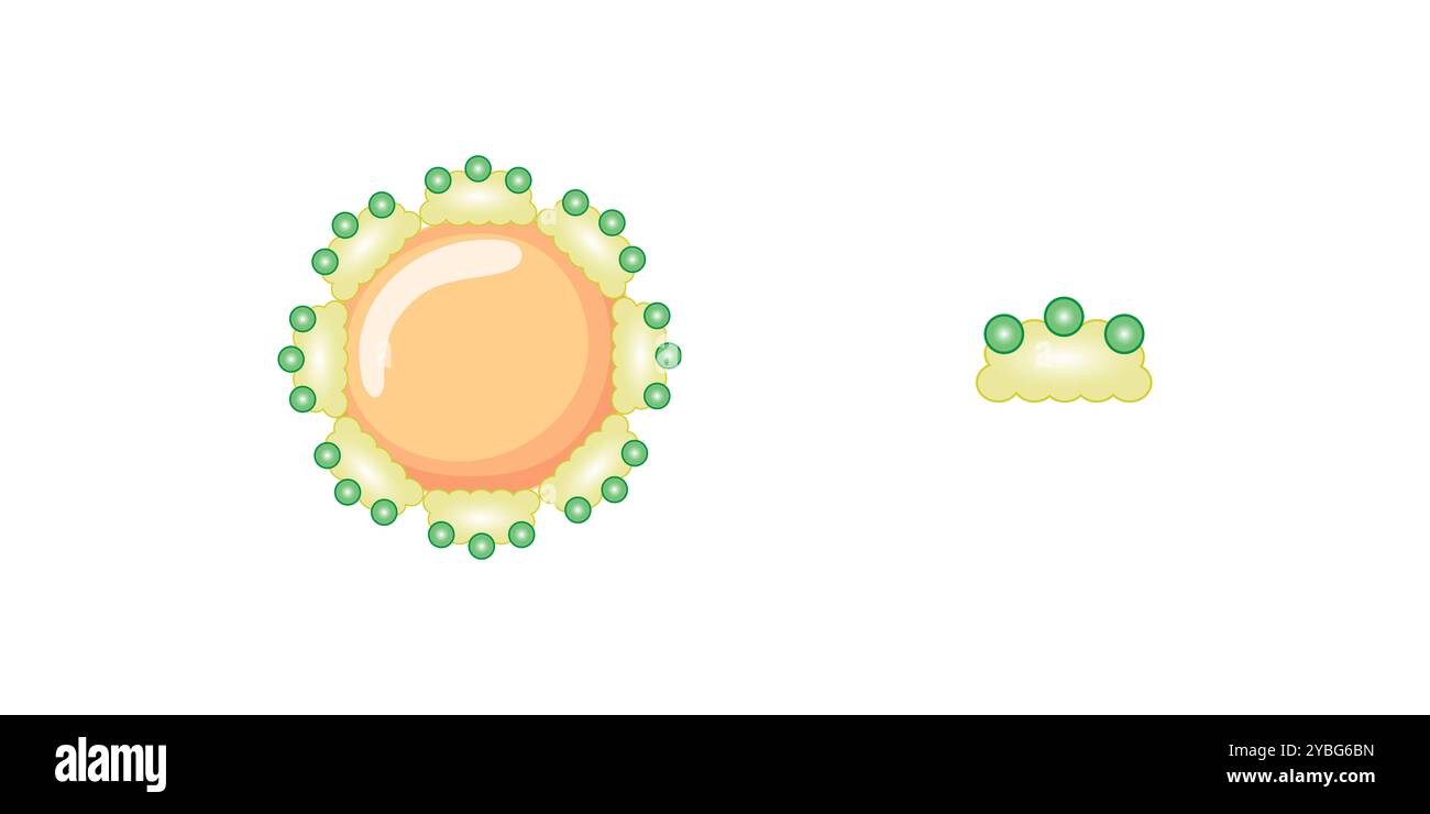 Fat emulsification by bile salts, illustration. Stock Photo