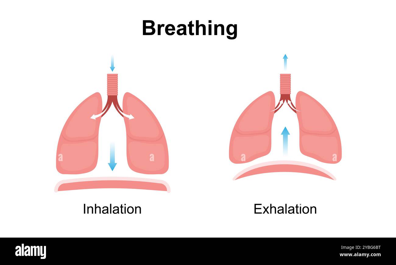 Inhalation and exhalation, illustration Stock Photo - Alamy