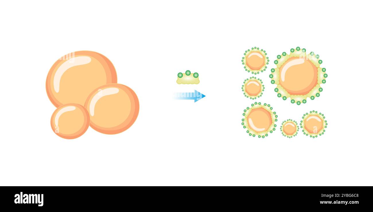 Fat emulsification by bile salts, illustration. Stock Photo