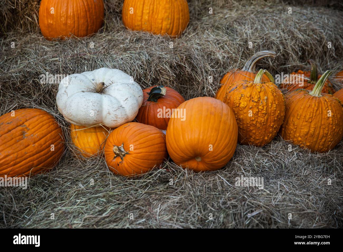 Harvest Display of Pumpkins on Stacked Hay Bales with a White Pumpkin ...