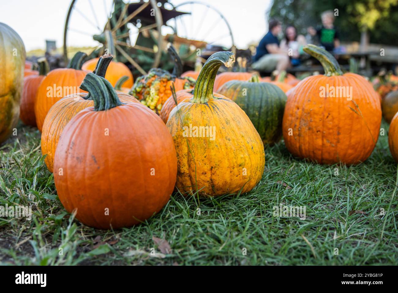 Fall Pumpkin Harvest: Rows of Orange Pumpkins on the Ground at the ...