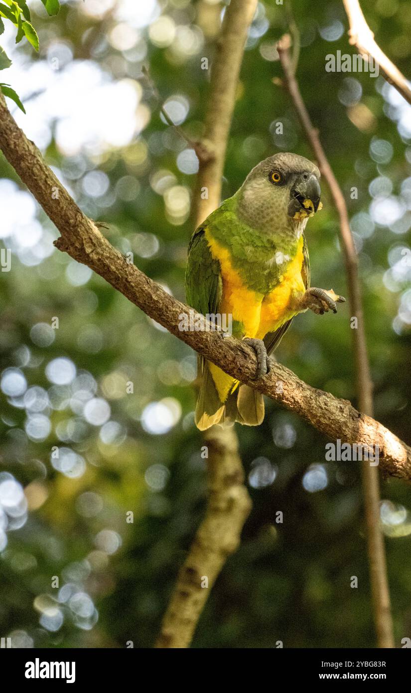 Large Parrot Breeding Aviaries In Africa photo