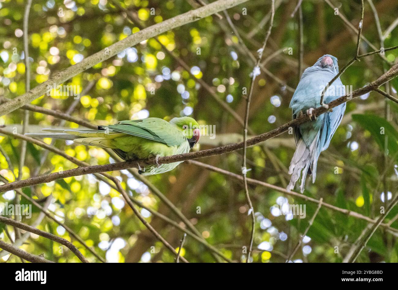 Curated visual reference: Budgerigar Budgie Parrot At The Birds Of Eden Aviary In Photo Inspiration
