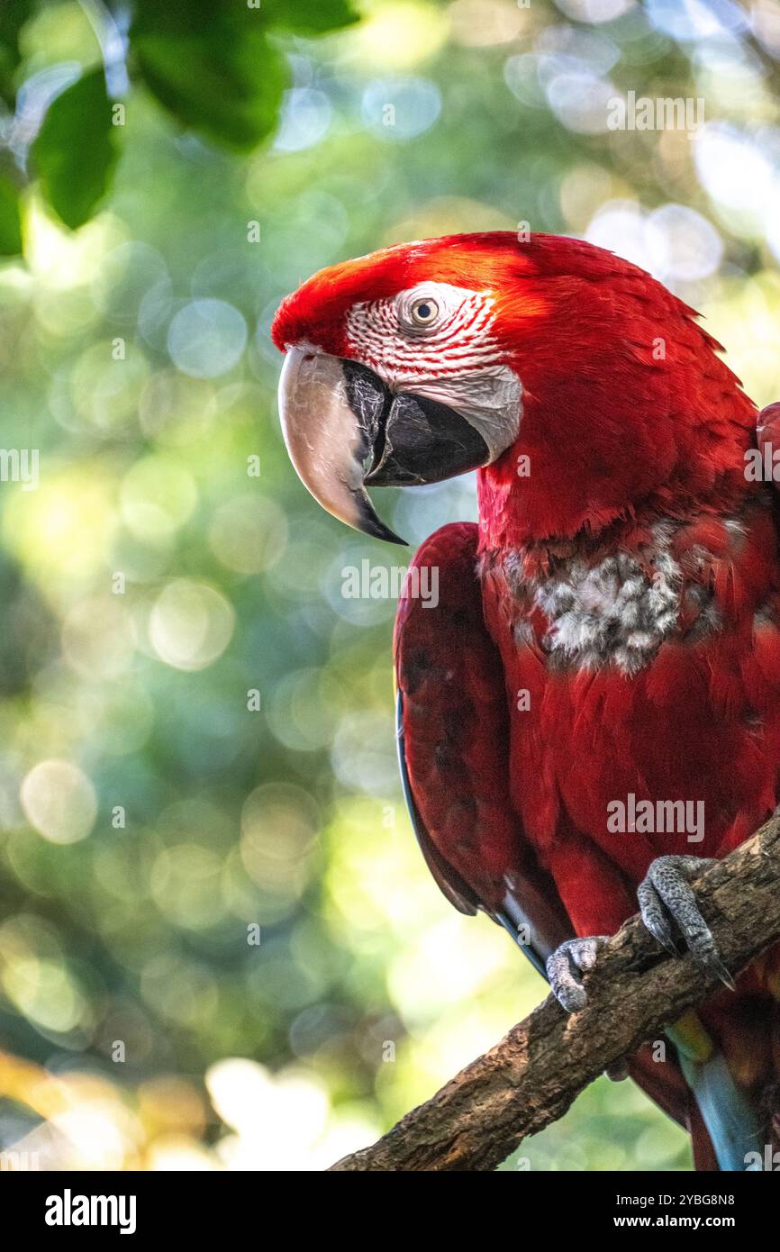 Photo inspiration: Aviary Habitat Kits For Macaws And Birds Of Prey Reference: Green Winged Macaw At The Birds Of Eden Aviary In