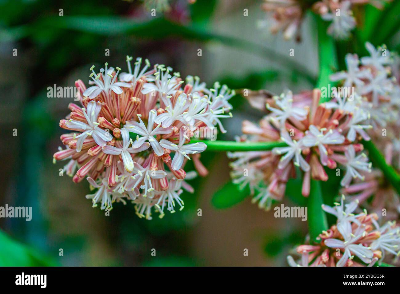 Fragrans Beautiful dracaena fragrans plant hi-res stock photography and images ...