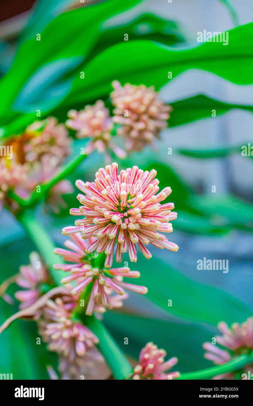 Beautiful plant of dracaena hi-res stock photography and images - Page 9 -  Alamy