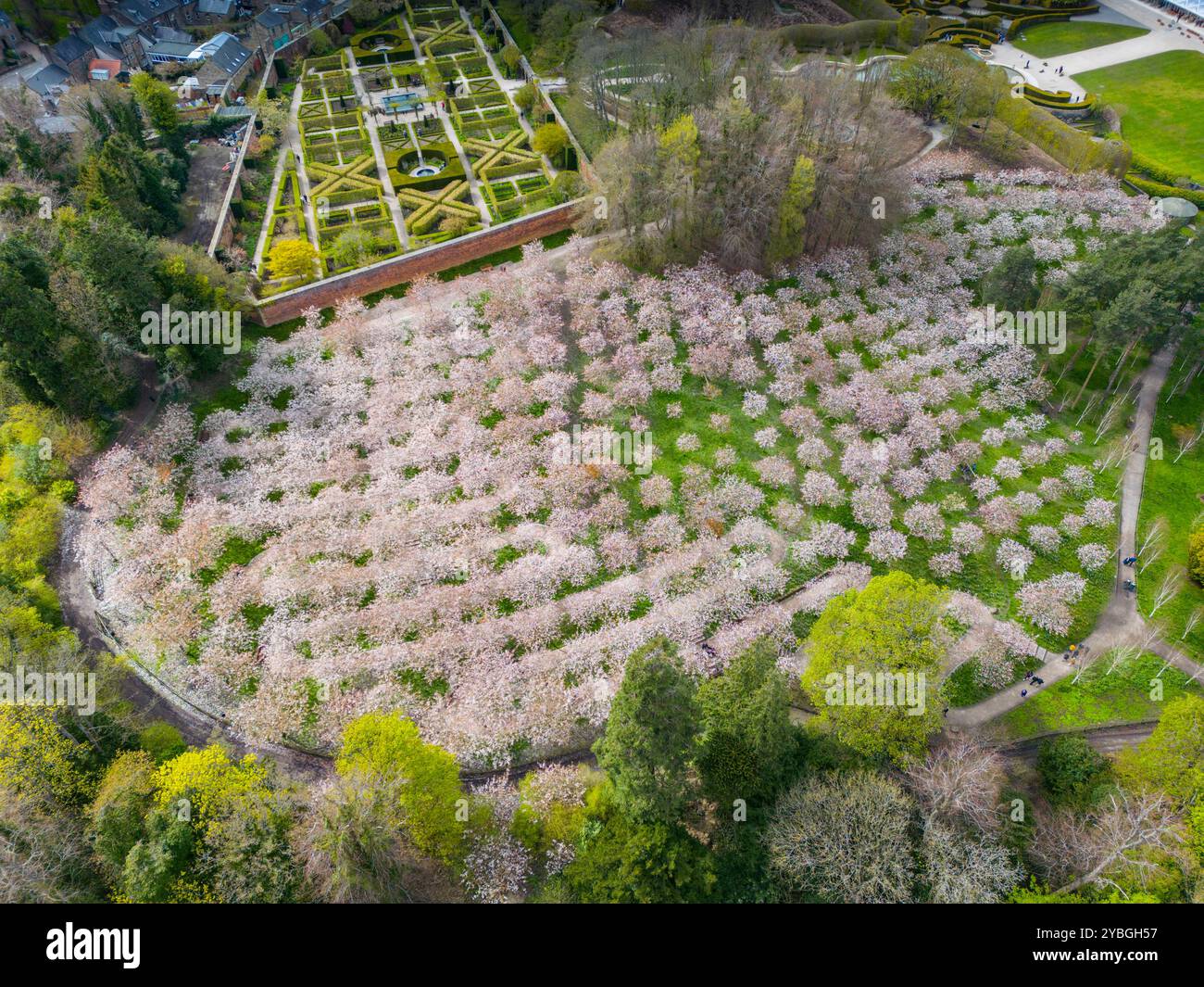 Alnwick garden cherry blossom hi-res stock photography and images - Alamy