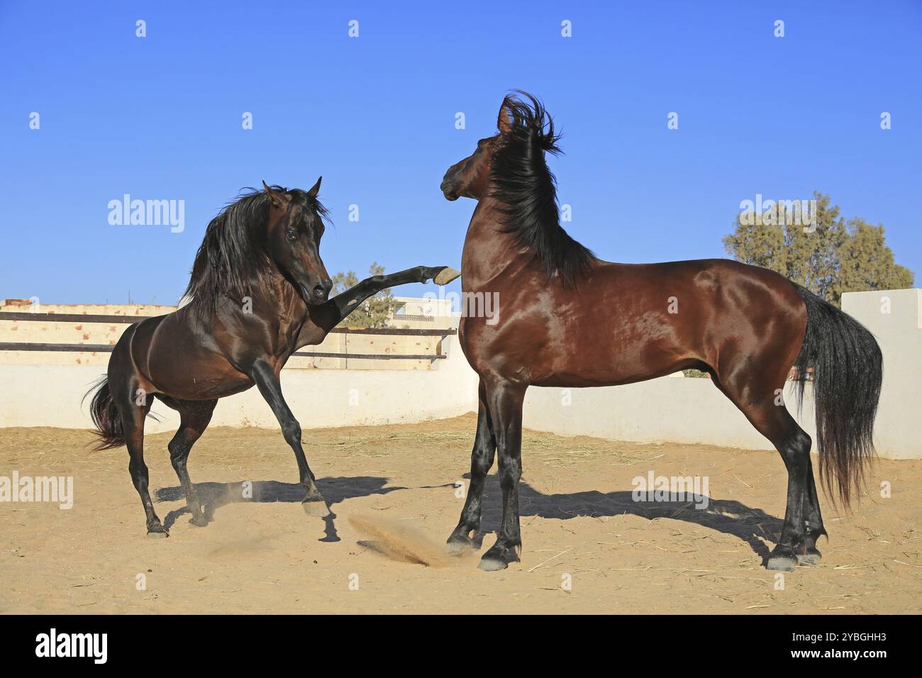 Berber ethnicity hi-res stock photography and images - Alamy