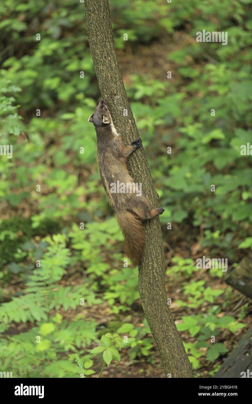 Pine Marten With Prey Hi res Stock Photography And Images Alamy