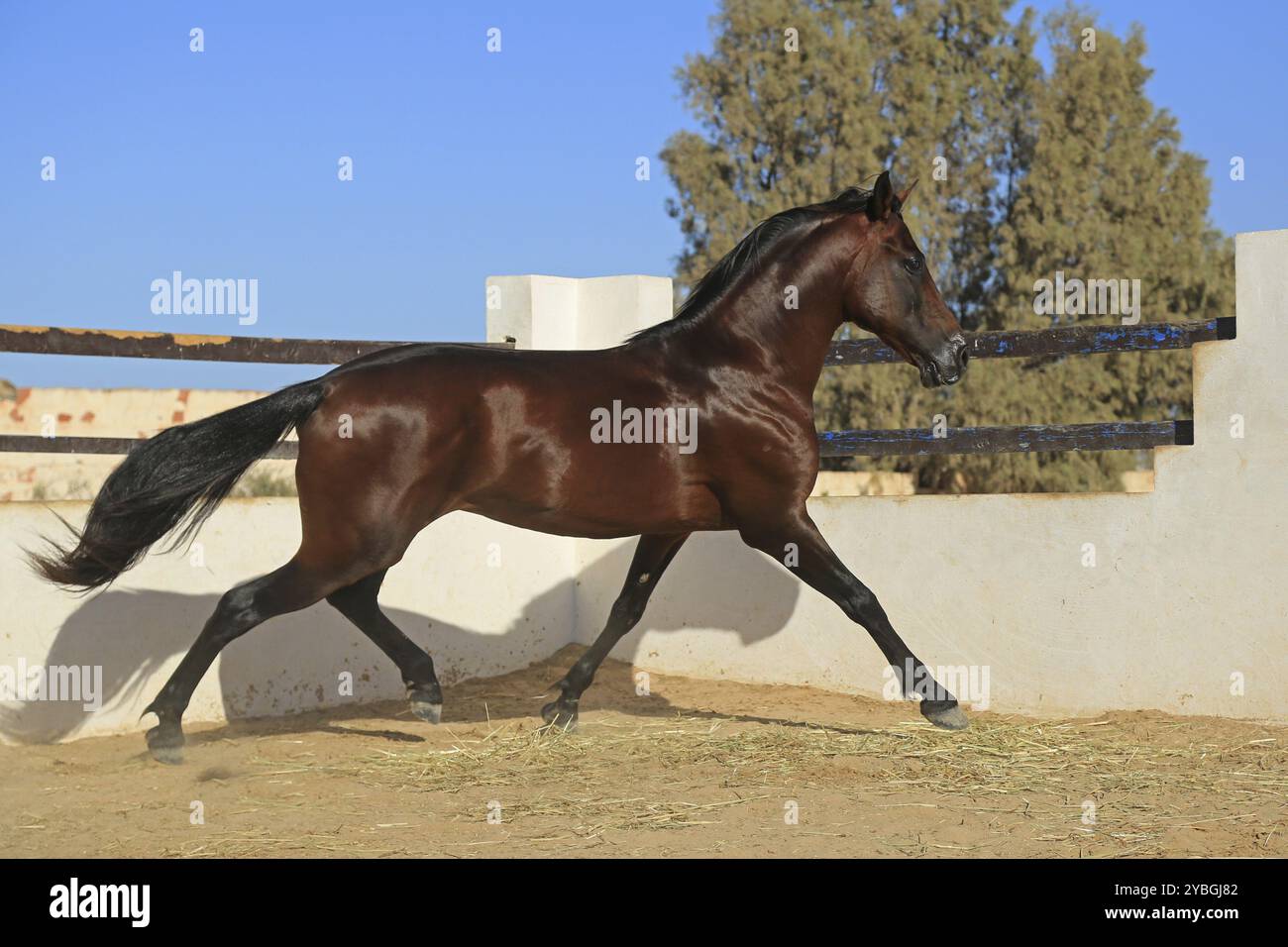 Berber peoples hi-res stock photography and images - Alamy