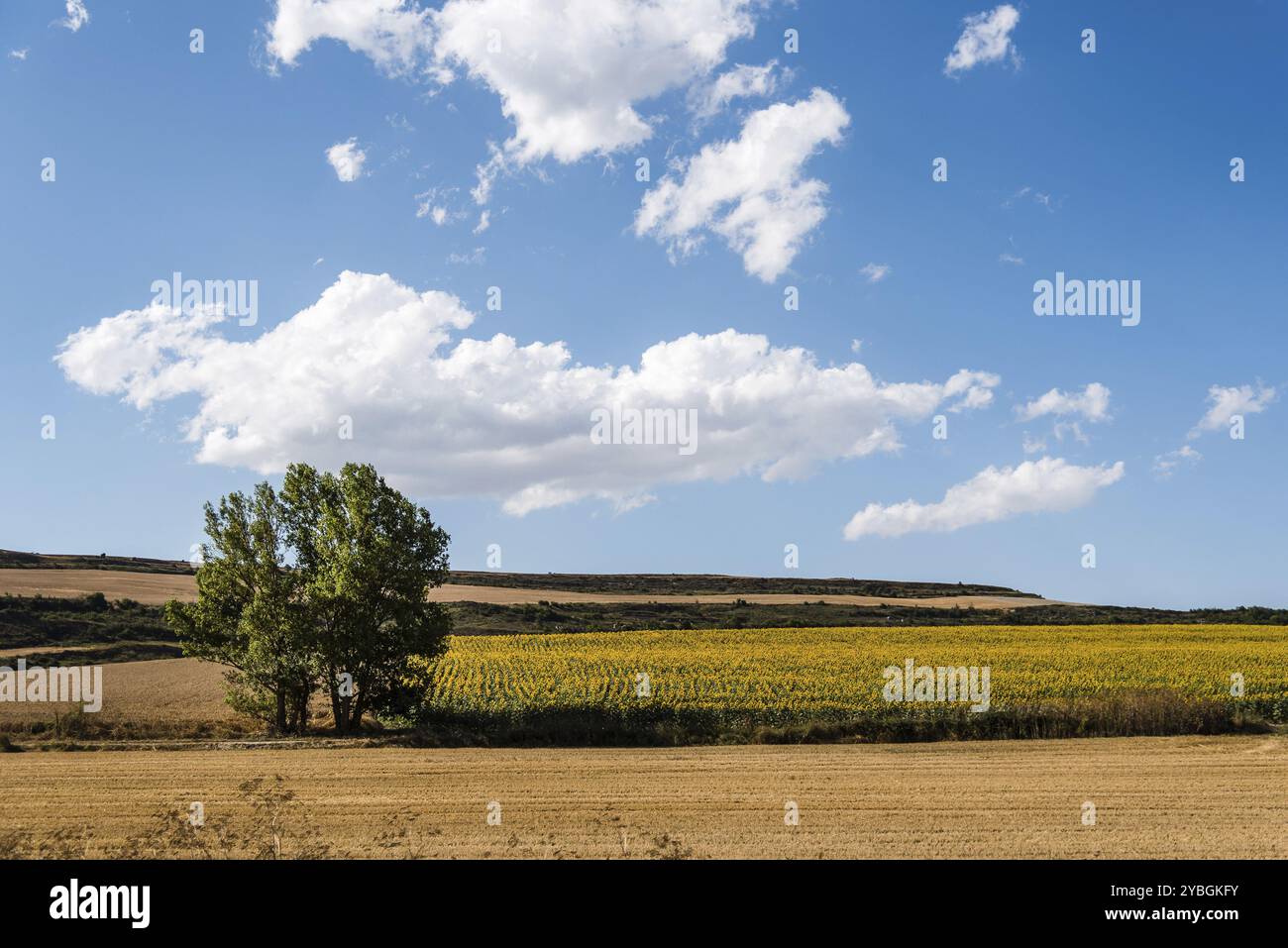 Field with yellow sunflowers and lonely tree under a blue sky with ...
