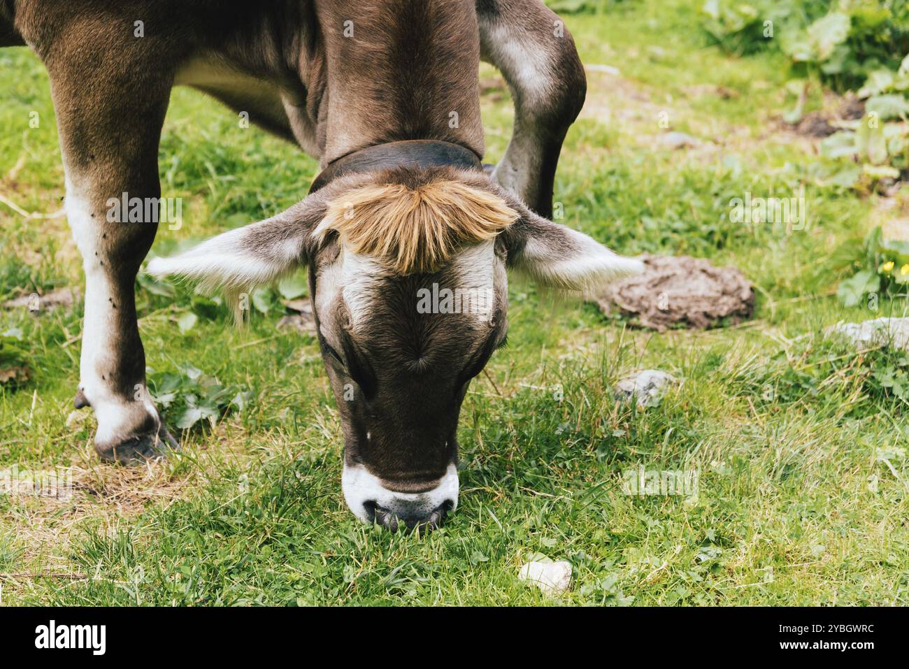 Close up grazing alpine cow hi-res stock photography and images - Alamy