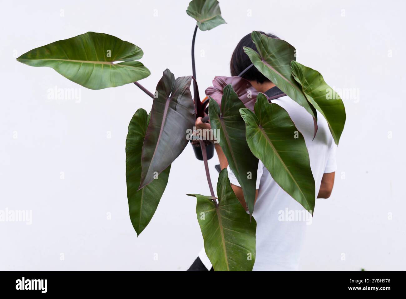 Dieffenbachia hi-res stock photography and images - Alamy