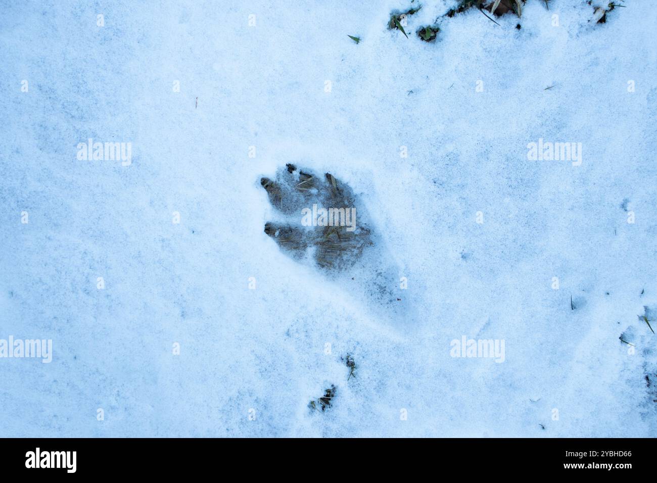 Dog Paw Print In Snow Stock Photo - Alamy