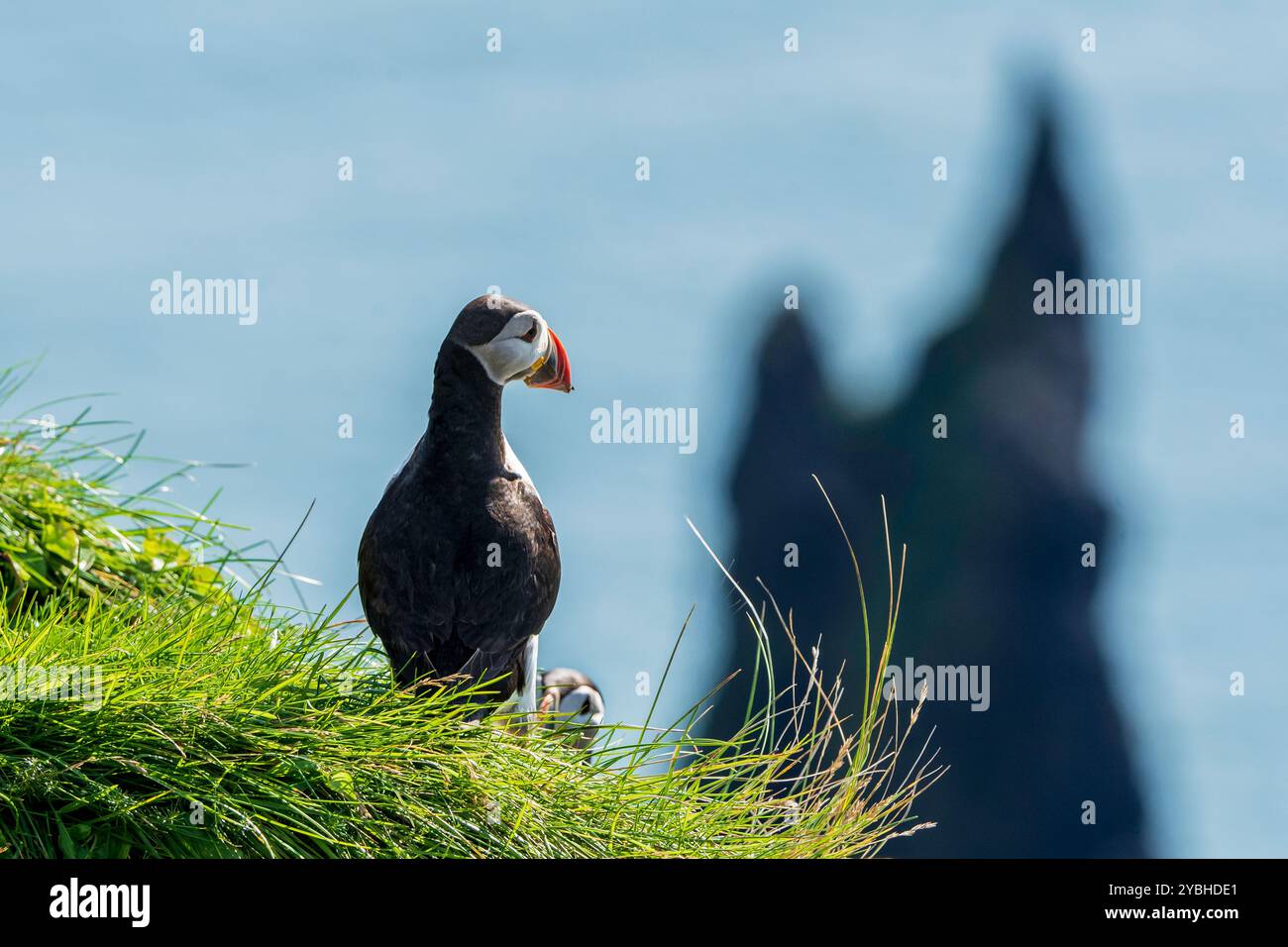 Funny puffin hi-res stock photography and images - Alamy