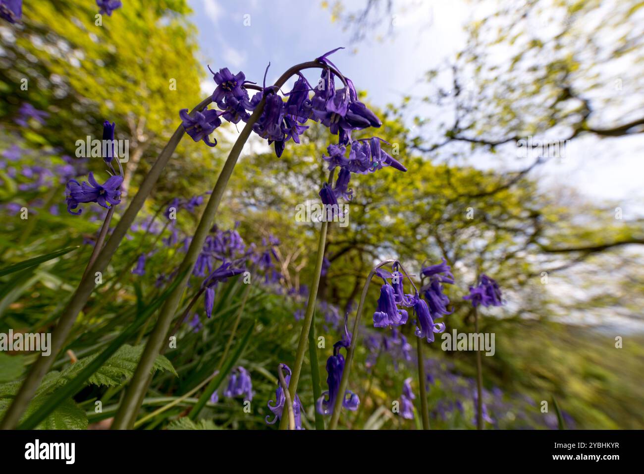 Bluebells (Hyacinthoides non-scripta) flowering in oak woodland. Powys, Wales. May. Stock Photo