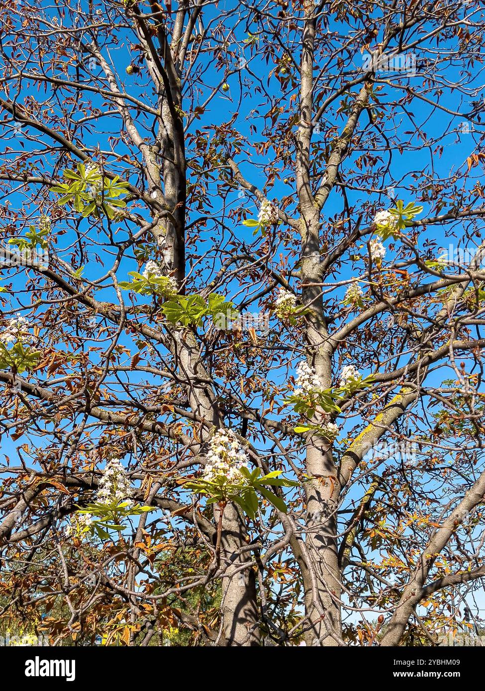 Late flowering of Horse-Chestnut tree in autumn, emergence of false spring, selective focus - Smartphone Captured Stock Image