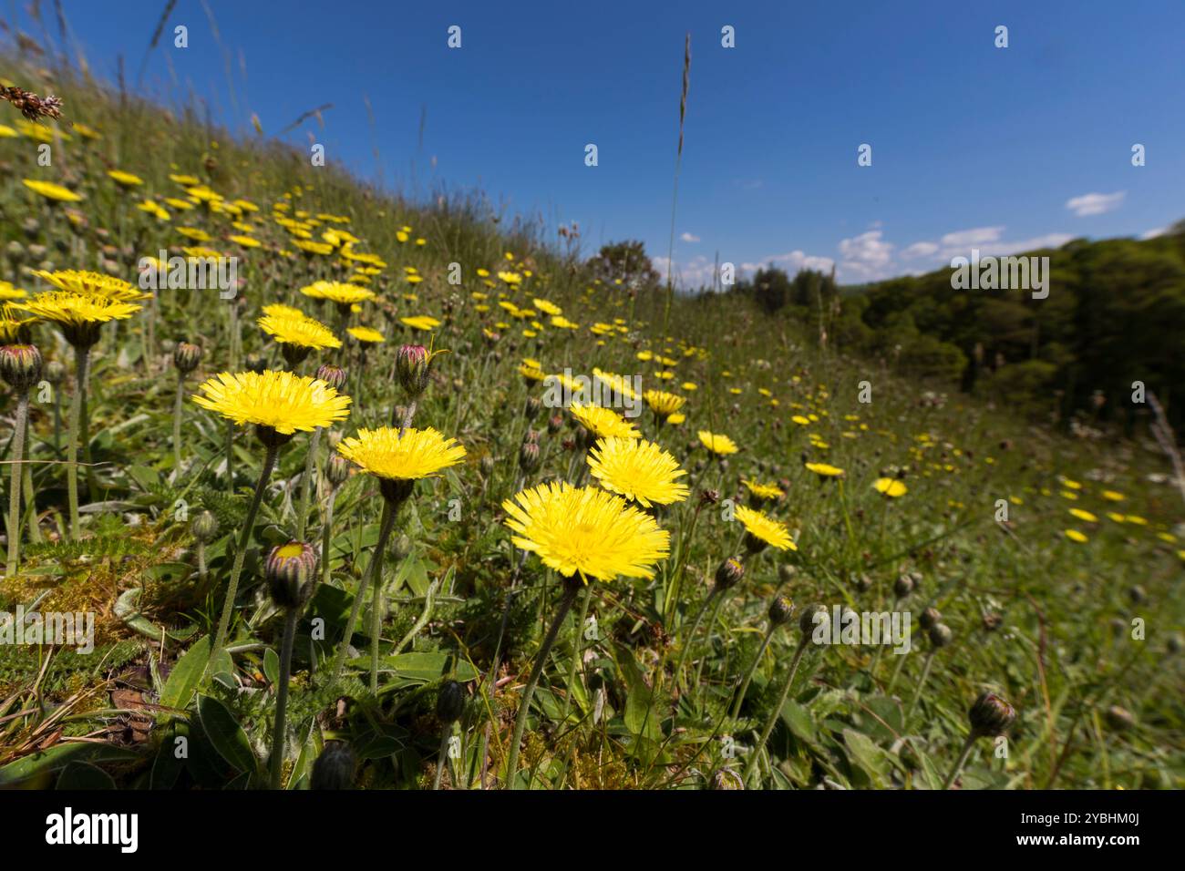 Wildflowers hillside hi-res stock photography and images - Alamy