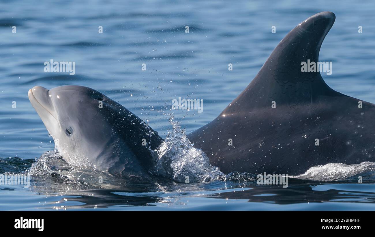 Bottlenose Dolphins of the Moray Firth Stock Photo - Alamy