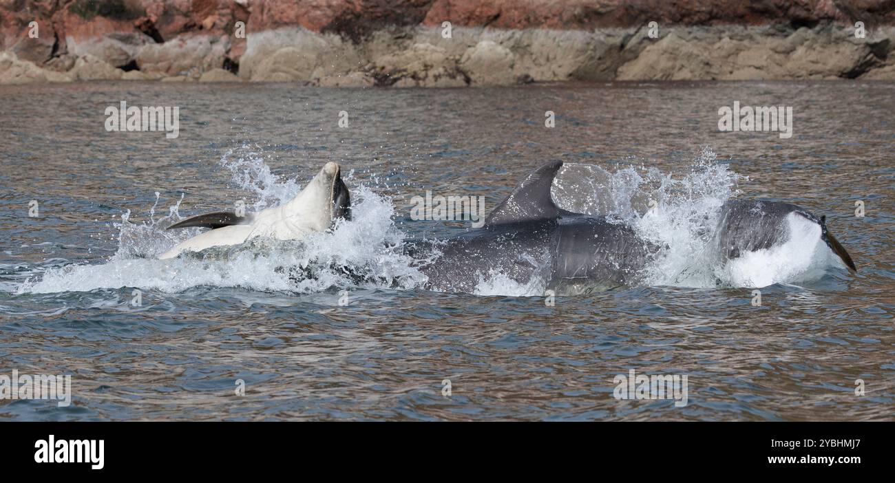 Bottlenose Dolphins of the Moray Firth Stock Photo - Alamy