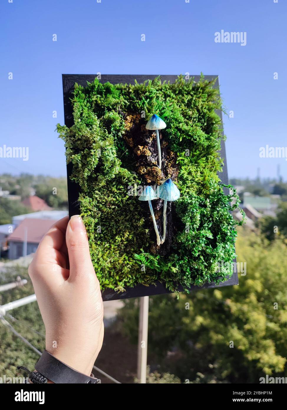 Moss Panel With Blue Mushrooms, Green Preserved Moss Lichen Black Frame, Small Fungi Wall Art, Handmade Clay Fungus, Botanical Home Decor - Smartphone Captured Stock Image