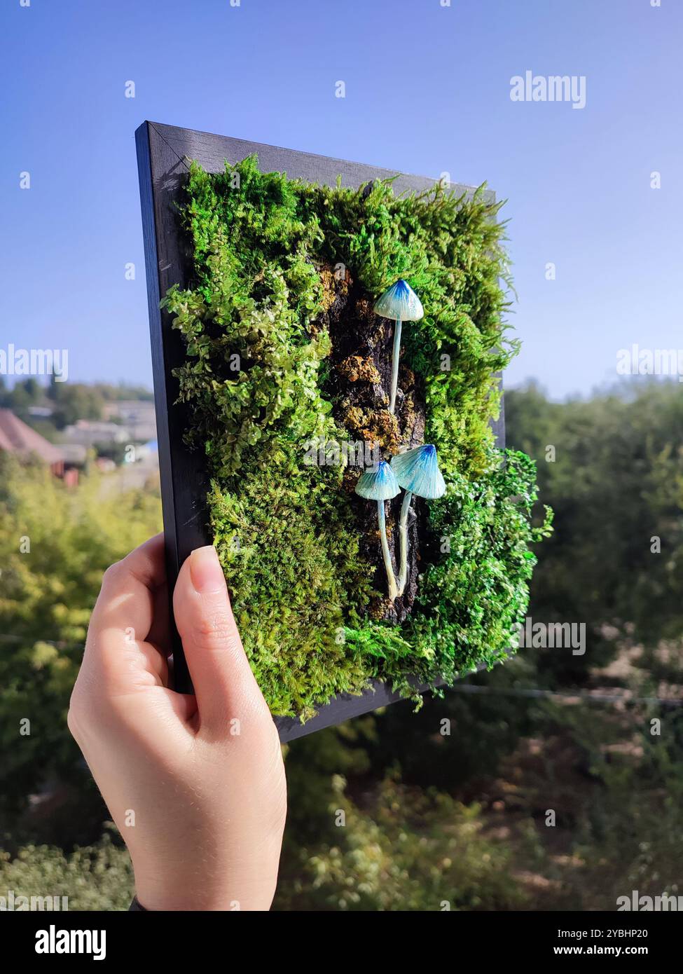 Moss Panel With Blue Mushrooms, Green Preserved Moss Lichen Black Frame, Small Fungi Wall Art, Handmade Clay Fungus, Botanical Home Decor - Smartphone Captured Stock Image