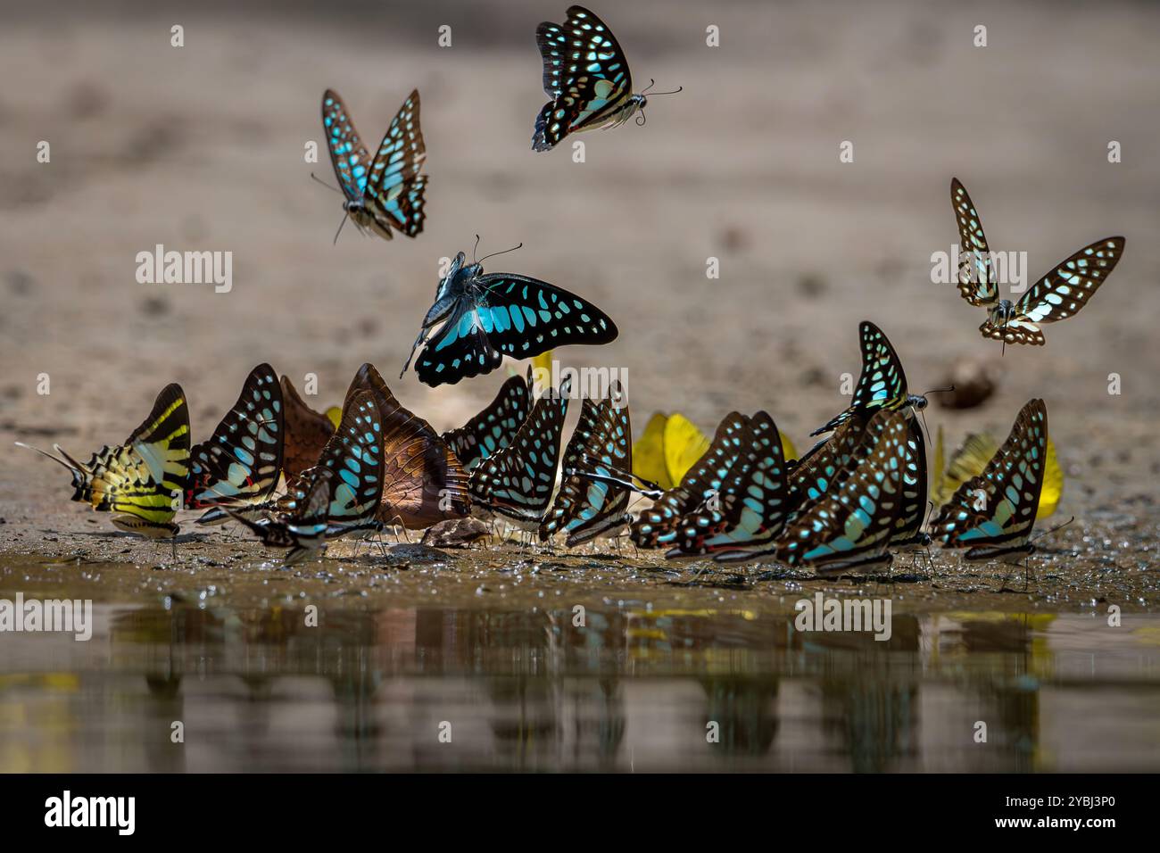 Beautiful butterflies by the stream in Ma Da forest, Dong Nai province, Vietnam Stock Photo