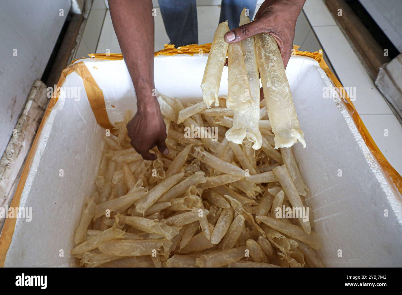 Fish bladders are being prepared for sale. Stock Photo