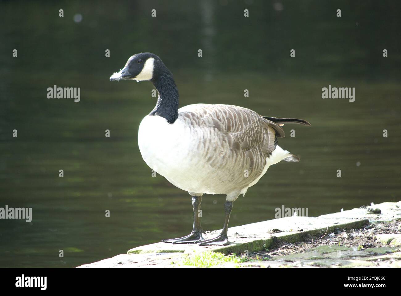 Canada Goose photographed at the Calder and Hebble Navigation, Salterhebble, Halifax, Calderdale, West Yorkshire,  England. Stock Photo