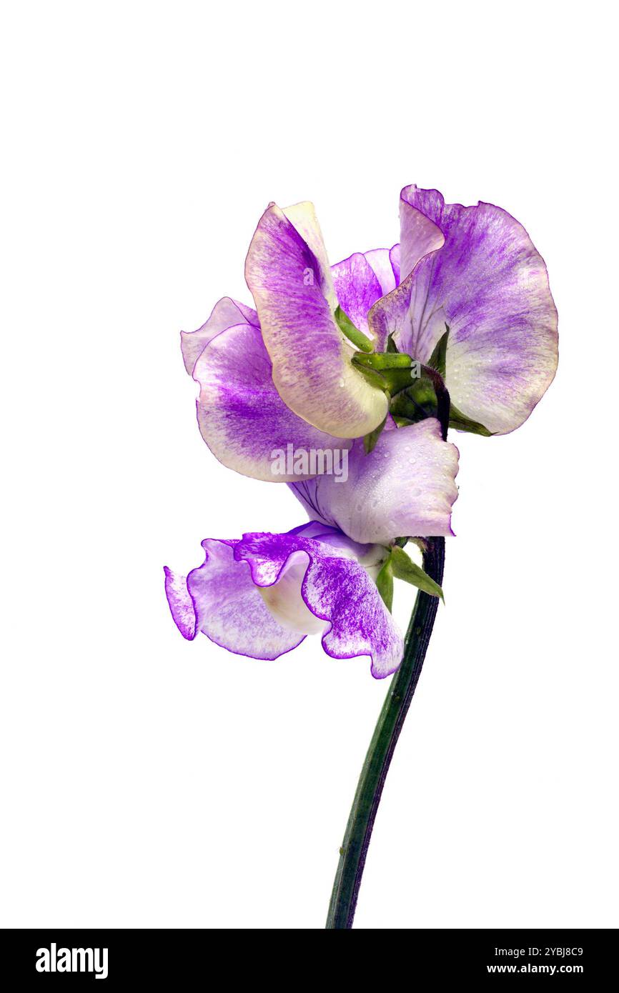 Closeup of Sweet pea Flower Lathyrus odoratus, 'Sir Jimmy Shand' isolated on a white background Stock Photo