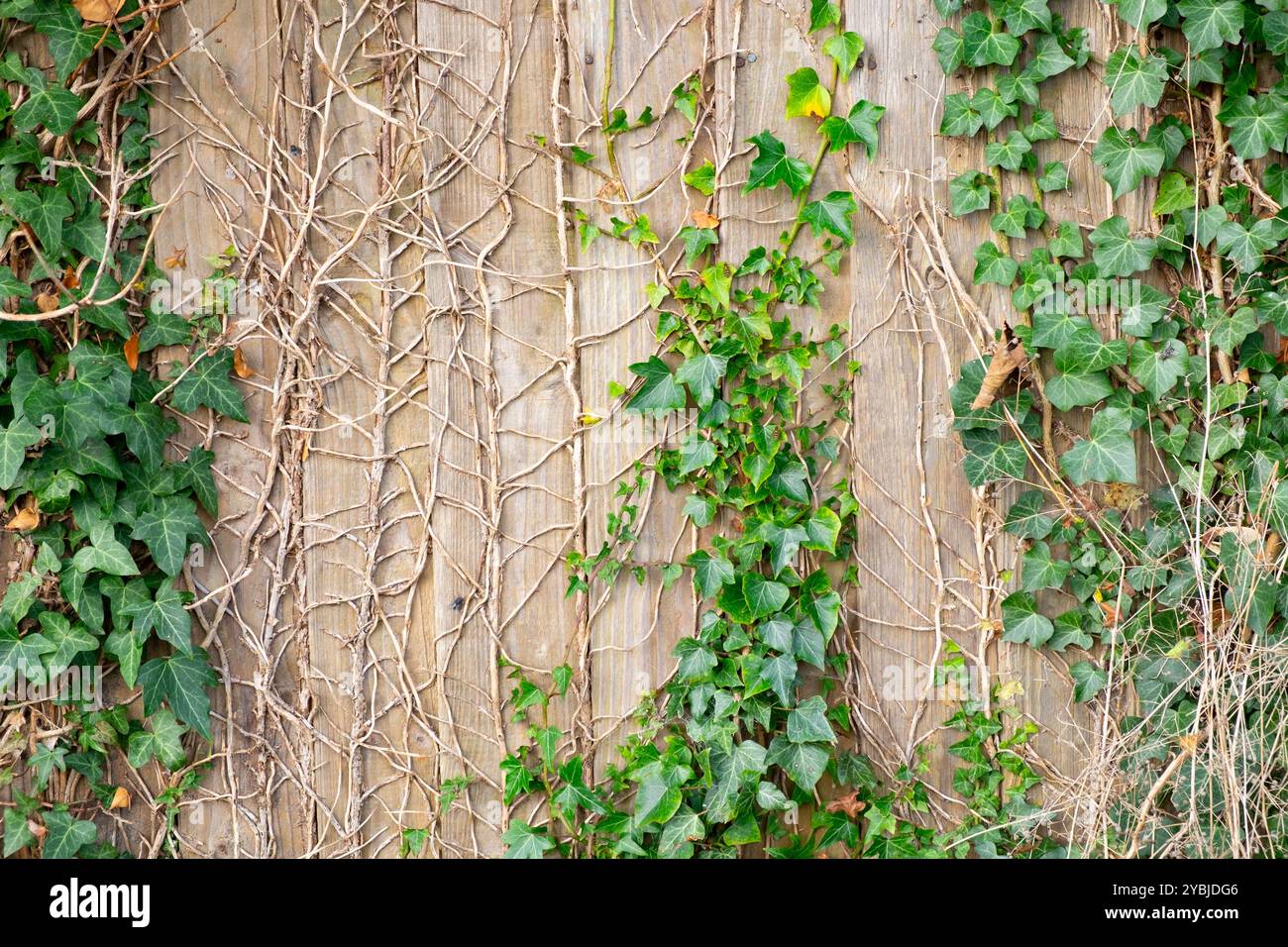 Wooden garden fence covered in Ivy Stock Photo - Alamy