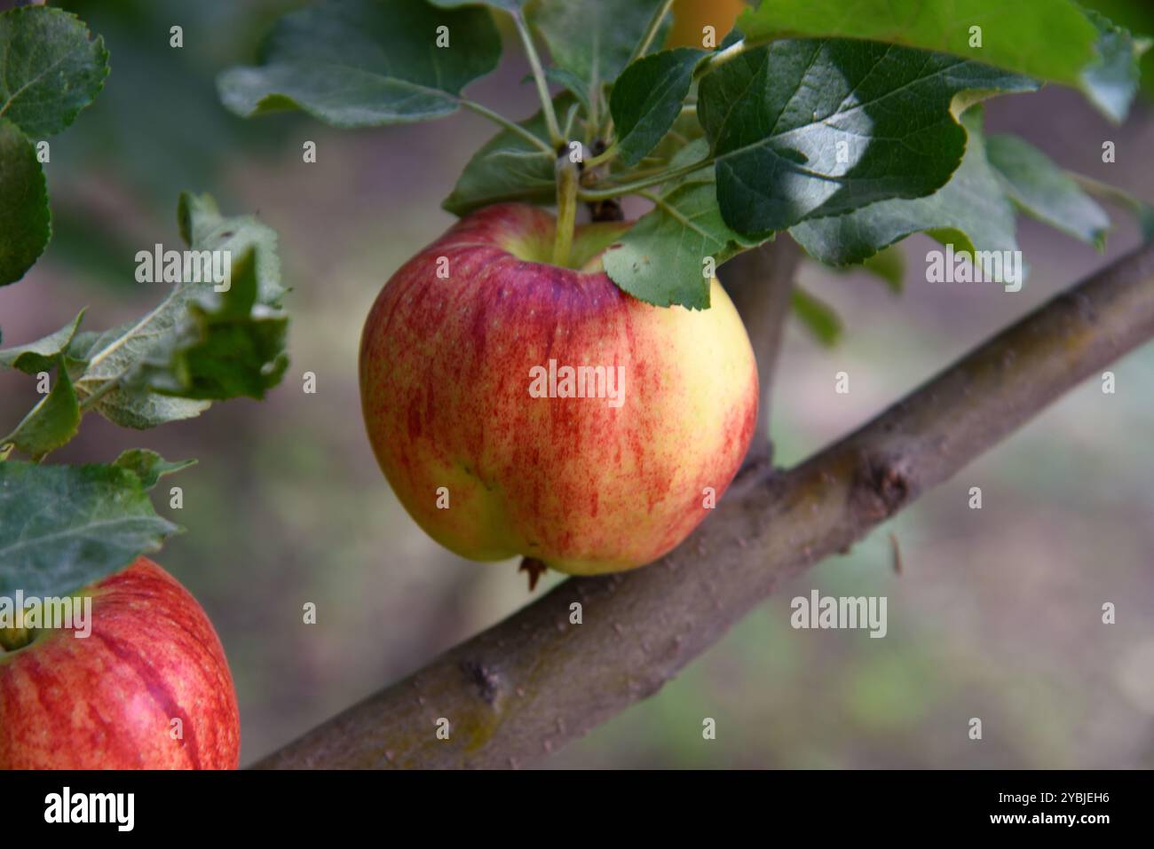 India apple tree hi-res stock photography and images - Alamy