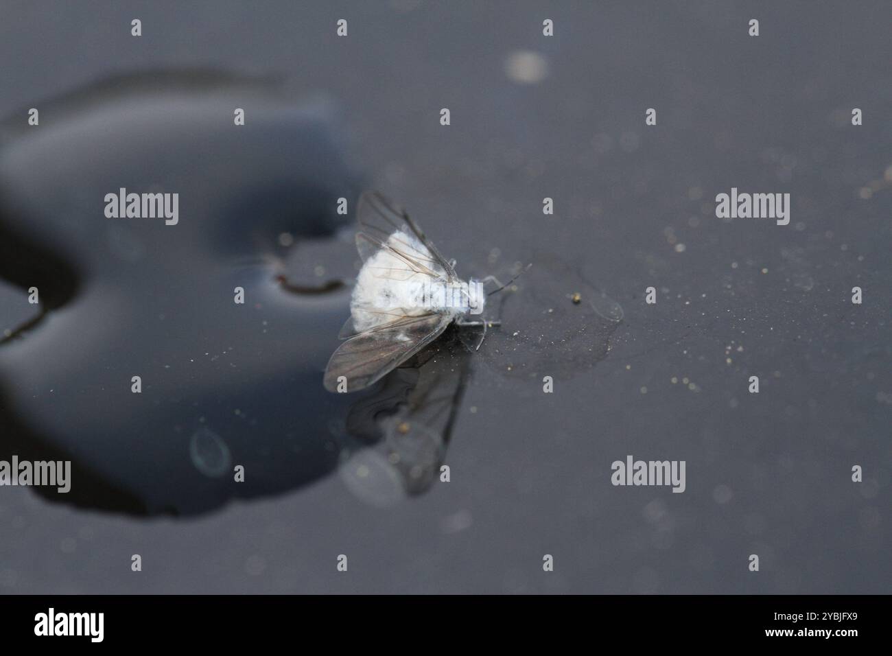 midge with cottony downy fluff landing outside on a table dark atmosphere snow wallpaper Stock Photo