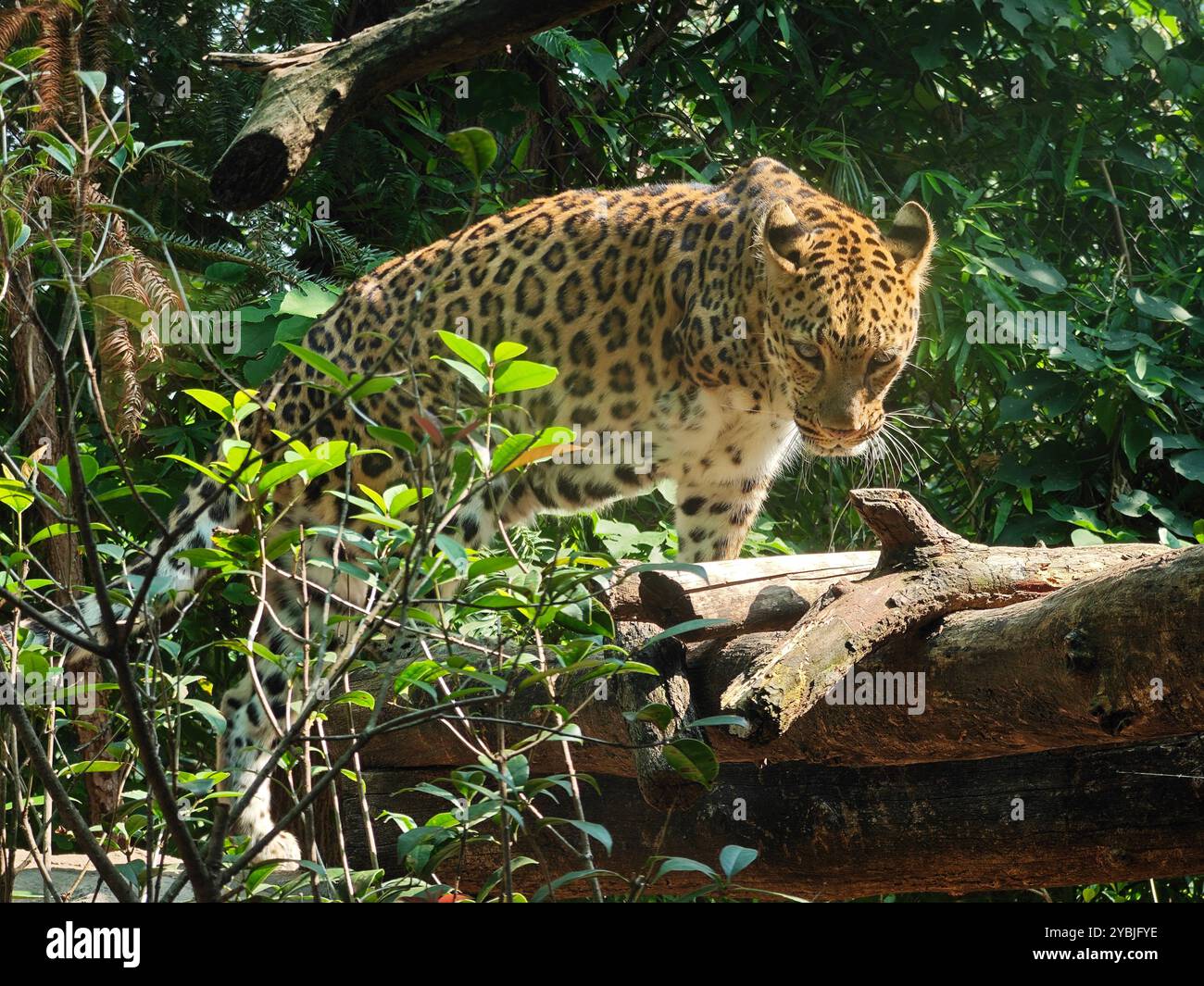 Playful leopard hi-res stock photography and images - Alamy