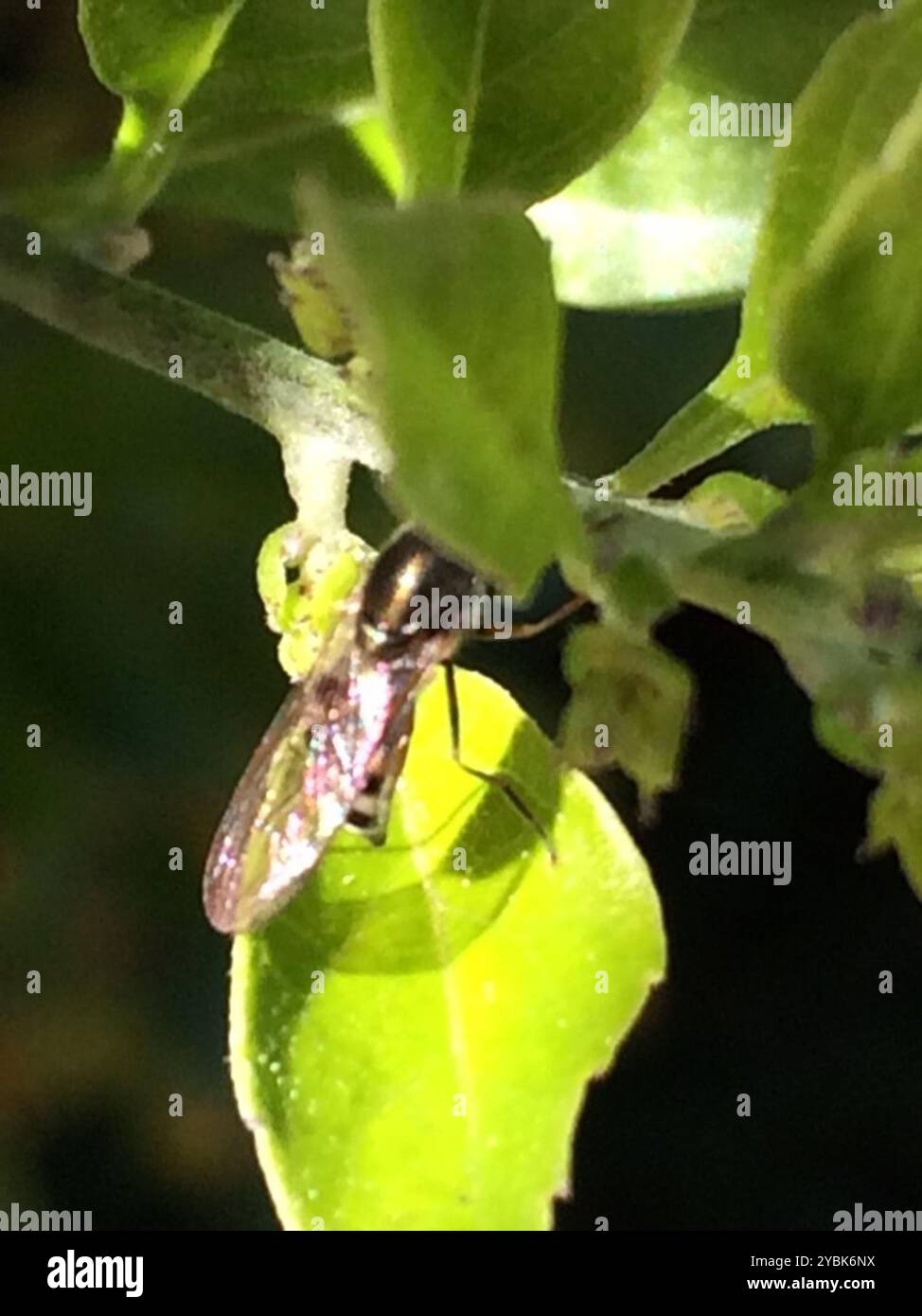 Western Samar Insect Western Forest Sedgesitter (Platycheirus trichopus) Insecta Stock Photo ...