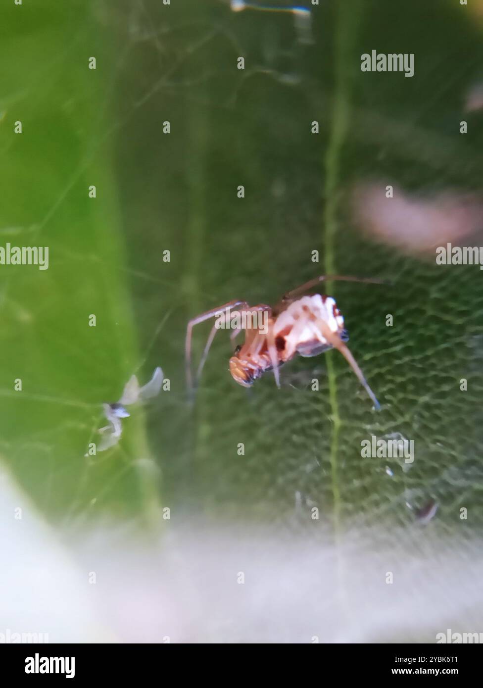 Fioriniina Insect Frontinellina frutetorum hi-res stock photography and images - Alamy