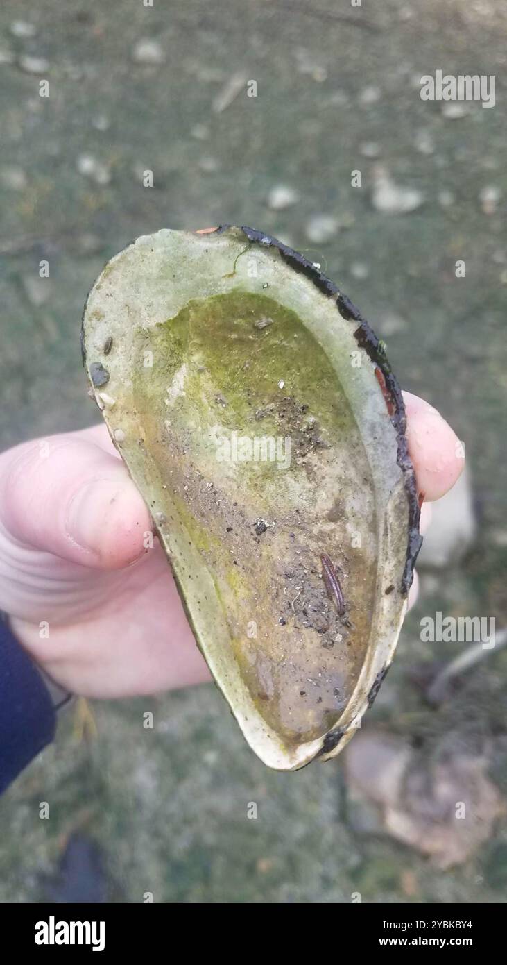 Northern Horsemussel (Modiolus modiolus) Mollusca Stock Photo - Alamy