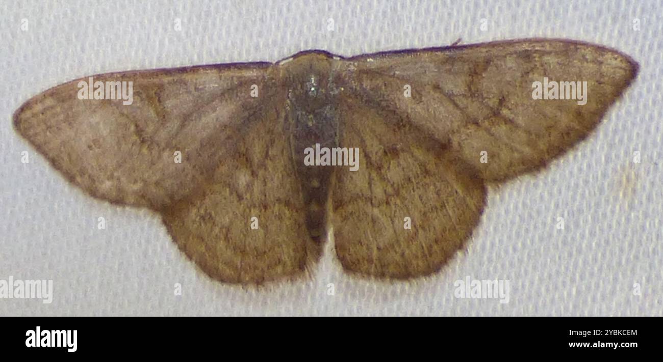 Pannaria Wave (Leptostales pannaria) Insecta Stock Photo - Alamy