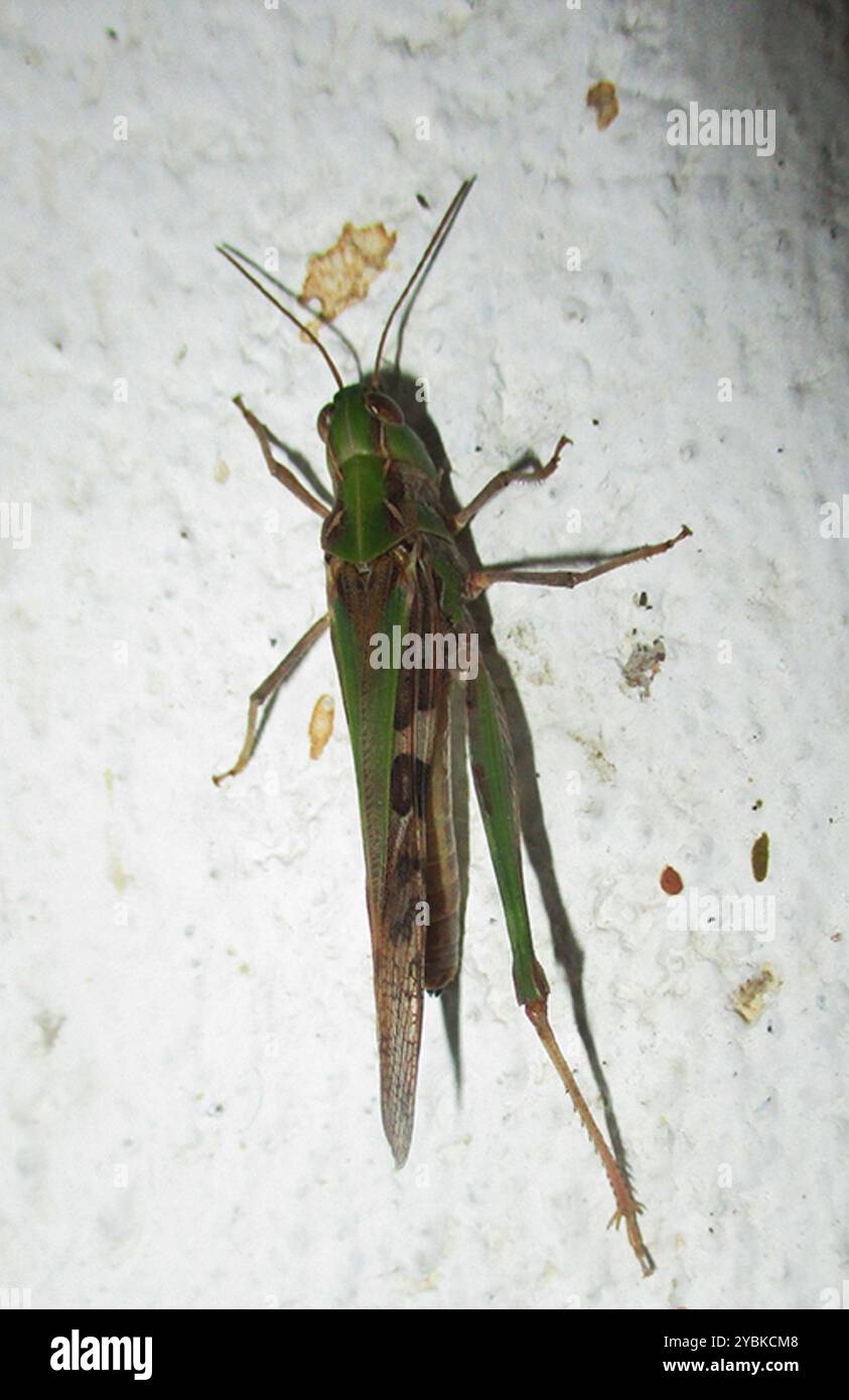 Short-horned Grasshoppers (Acrididae) Insecta Stock Photo - Alamy