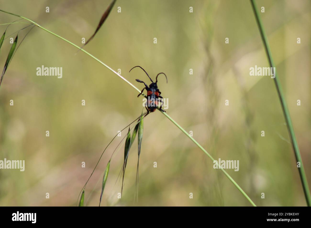 Pea Longhorn Beetle (Ceroplesis aethiops) Insecta Stock Photo - Alamy