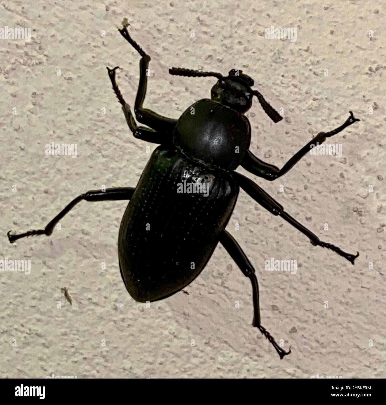 Darkling Beetles (Tenebrionidae) Insecta Stock Photo - Alamy