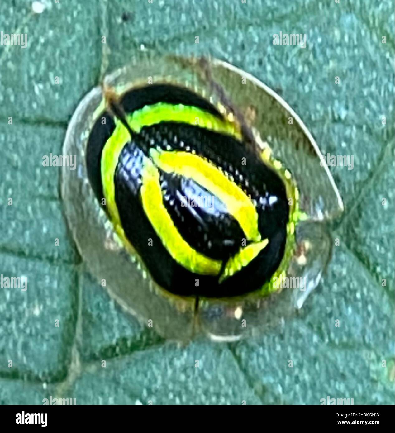 Lufar Insect Lunifera hi-res stock photography and images - Alamy