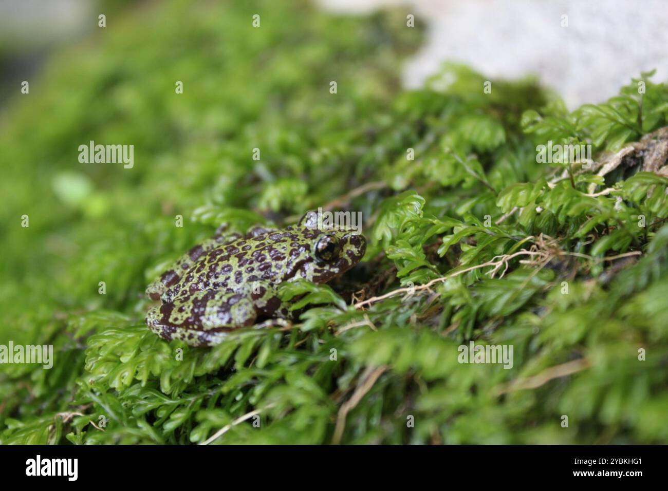 Cape Ghost frog (Heleophryne purcelli) Amphibia Stock Photo - Alamy