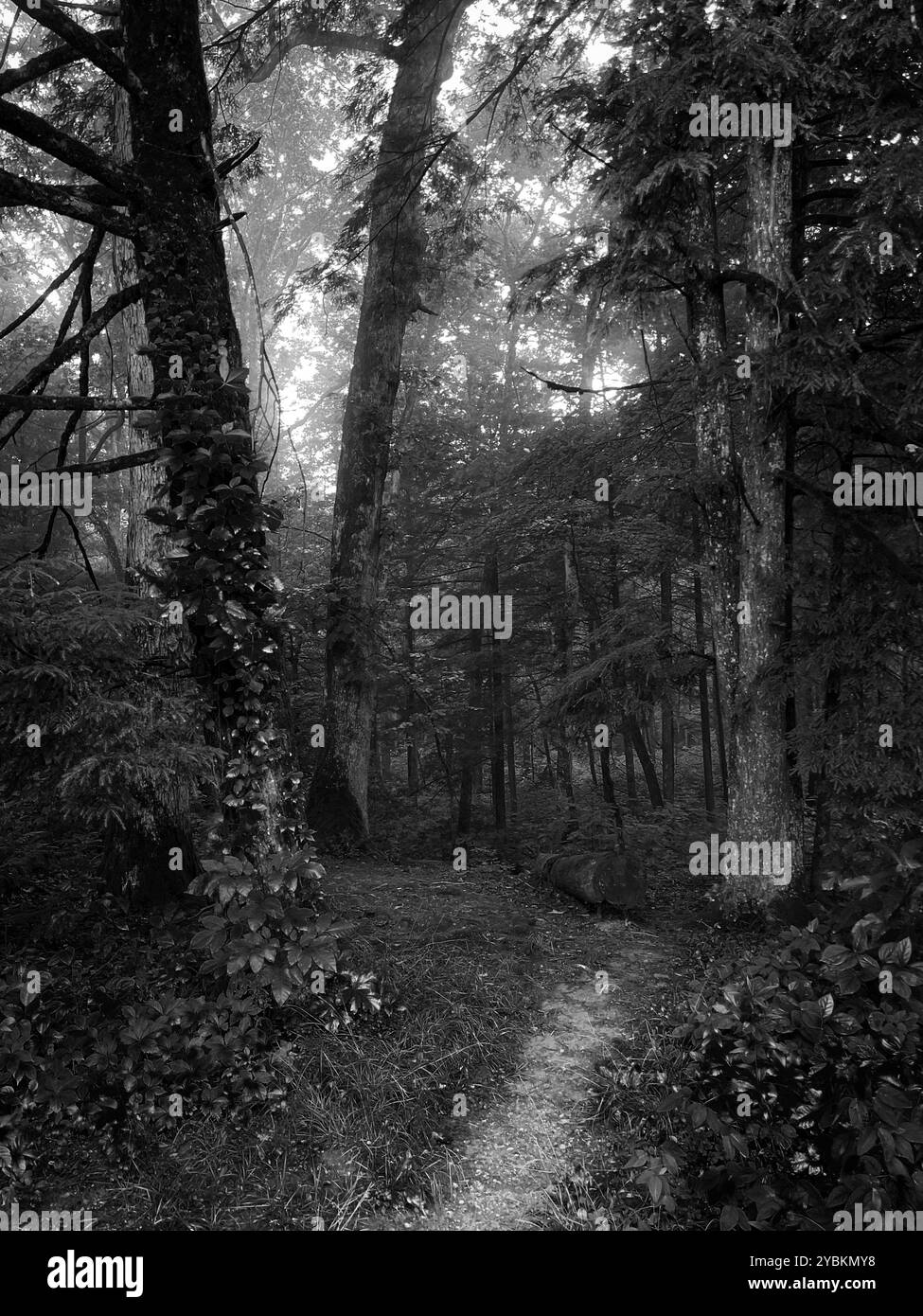 Cades Cove Forest Trail, Great Smoky Mountains National Park, Tennessee, USA - Smartphone Captured Stock Image