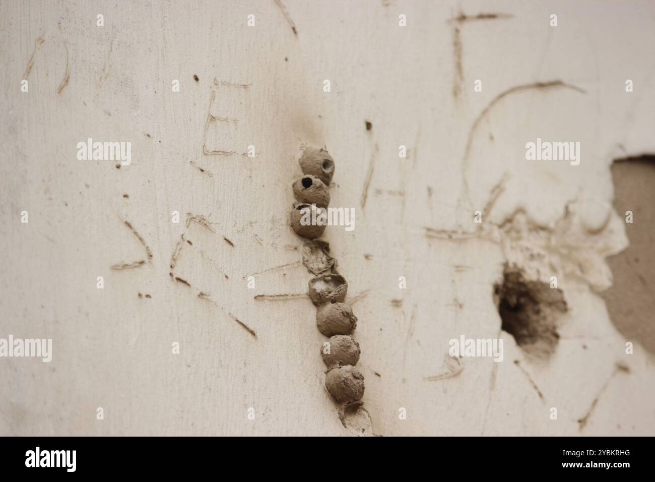 Potter and Mason Wasps (Eumeninae) Insecta Stock Photo - Alamy