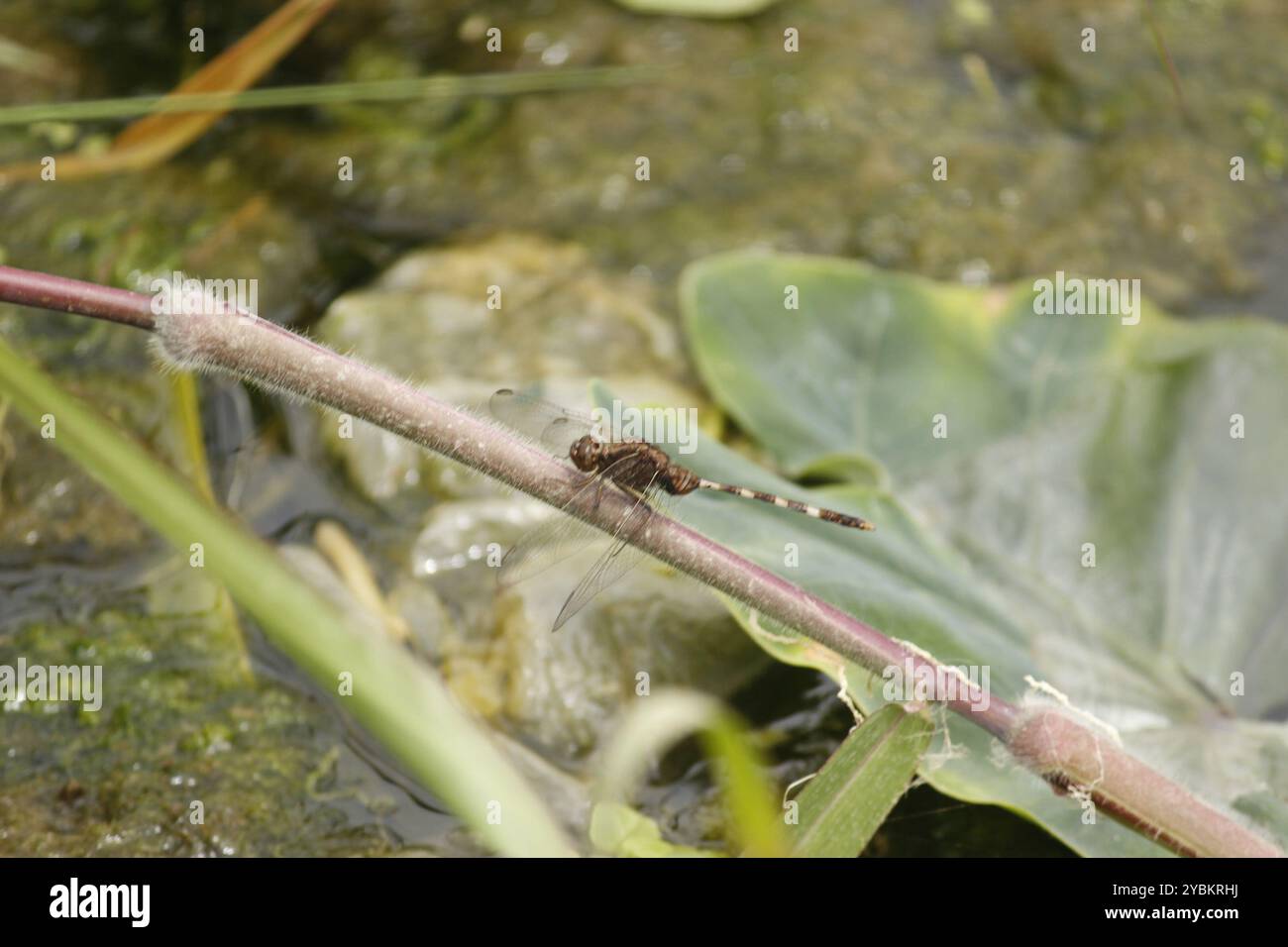 Pin-tailed Pondhawk (Erythemis plebeja) Insecta Stock Photo - Alamy