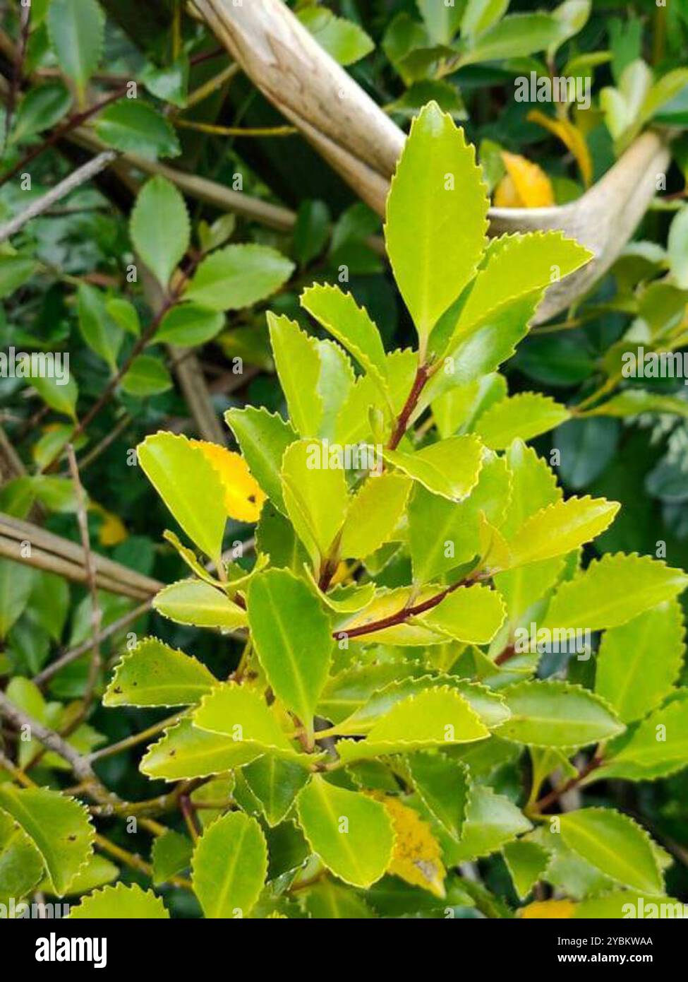 Laurelia novae zelandiae hi-res stock photography and images - Alamy