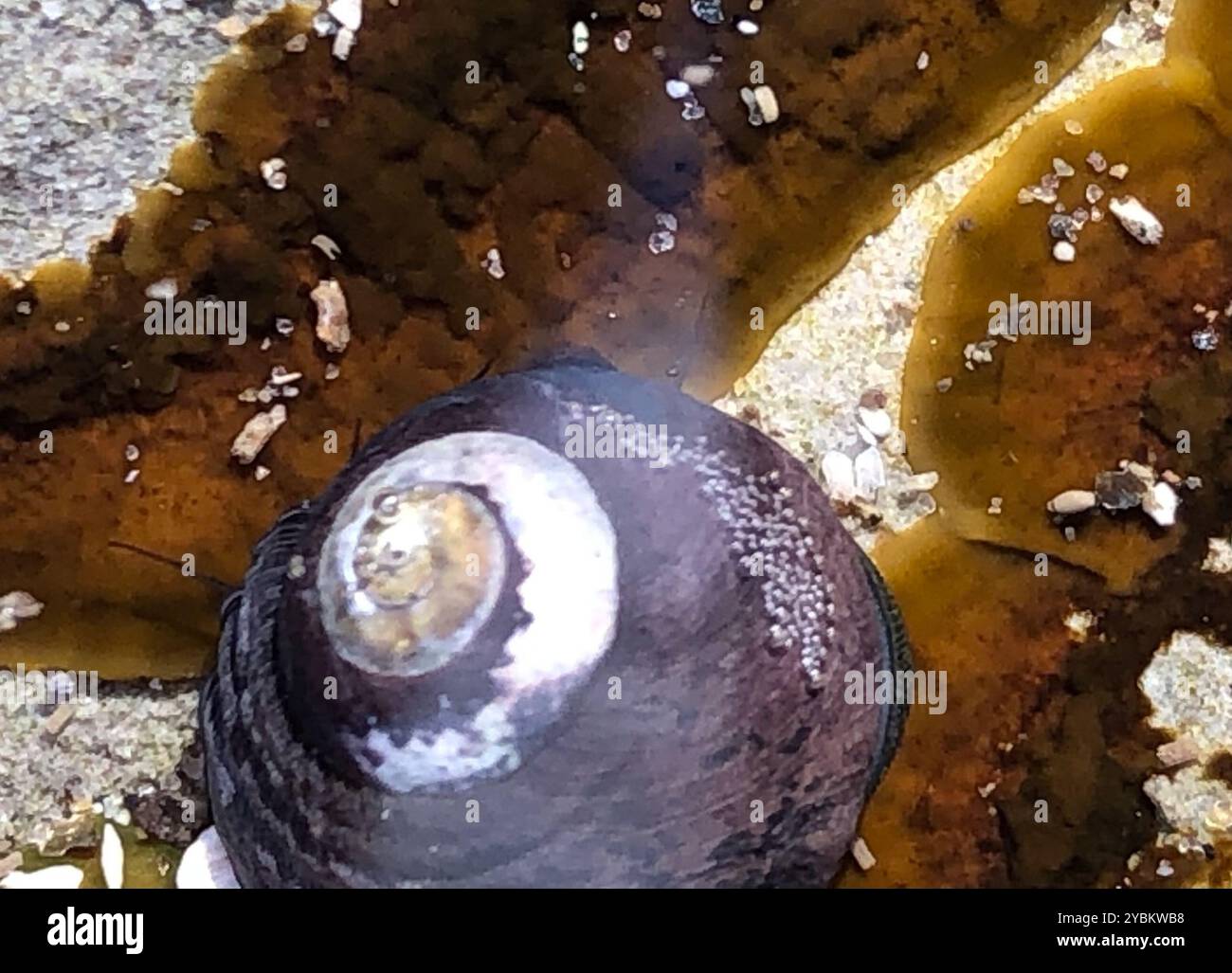 Black Tegula (Tegula funebralis) Mollusca Stock Photo - Alamy